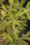 Coastal plain goldenaster